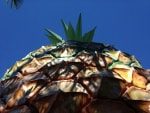 The Big Pineapple